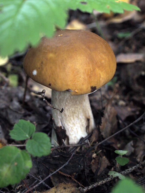 Белый гриб.  Ядрошино, осень 2012