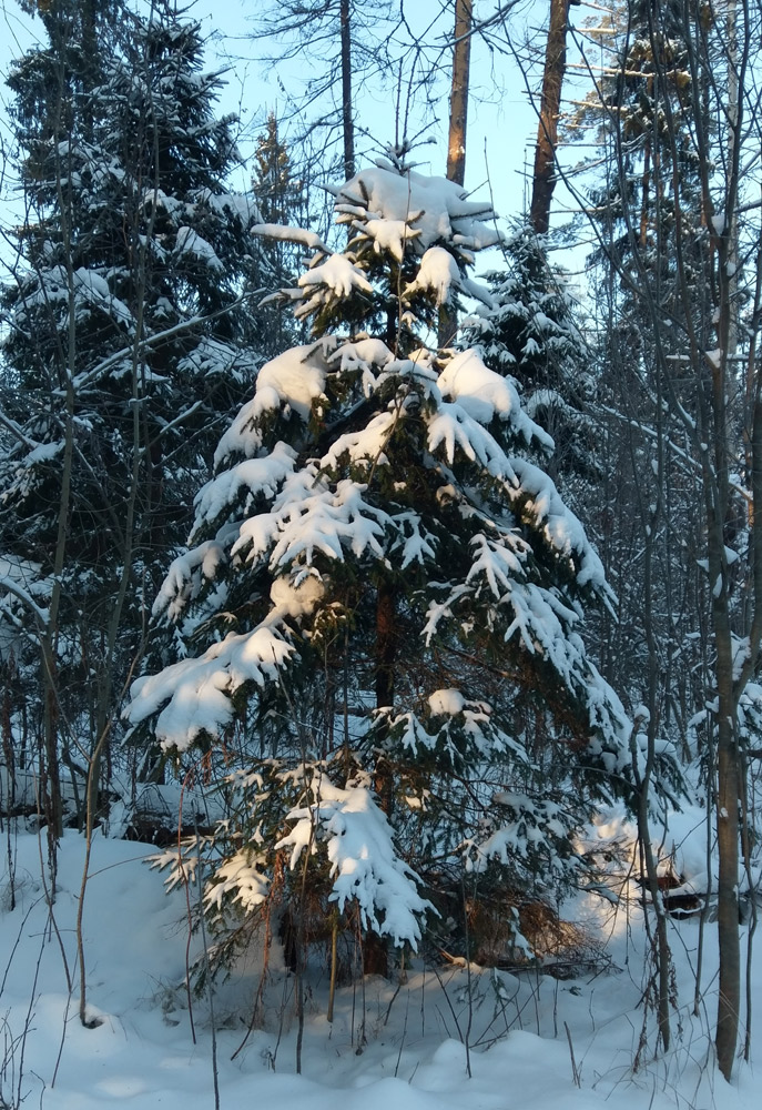 Нахабино, Подмосковье, зима 2018