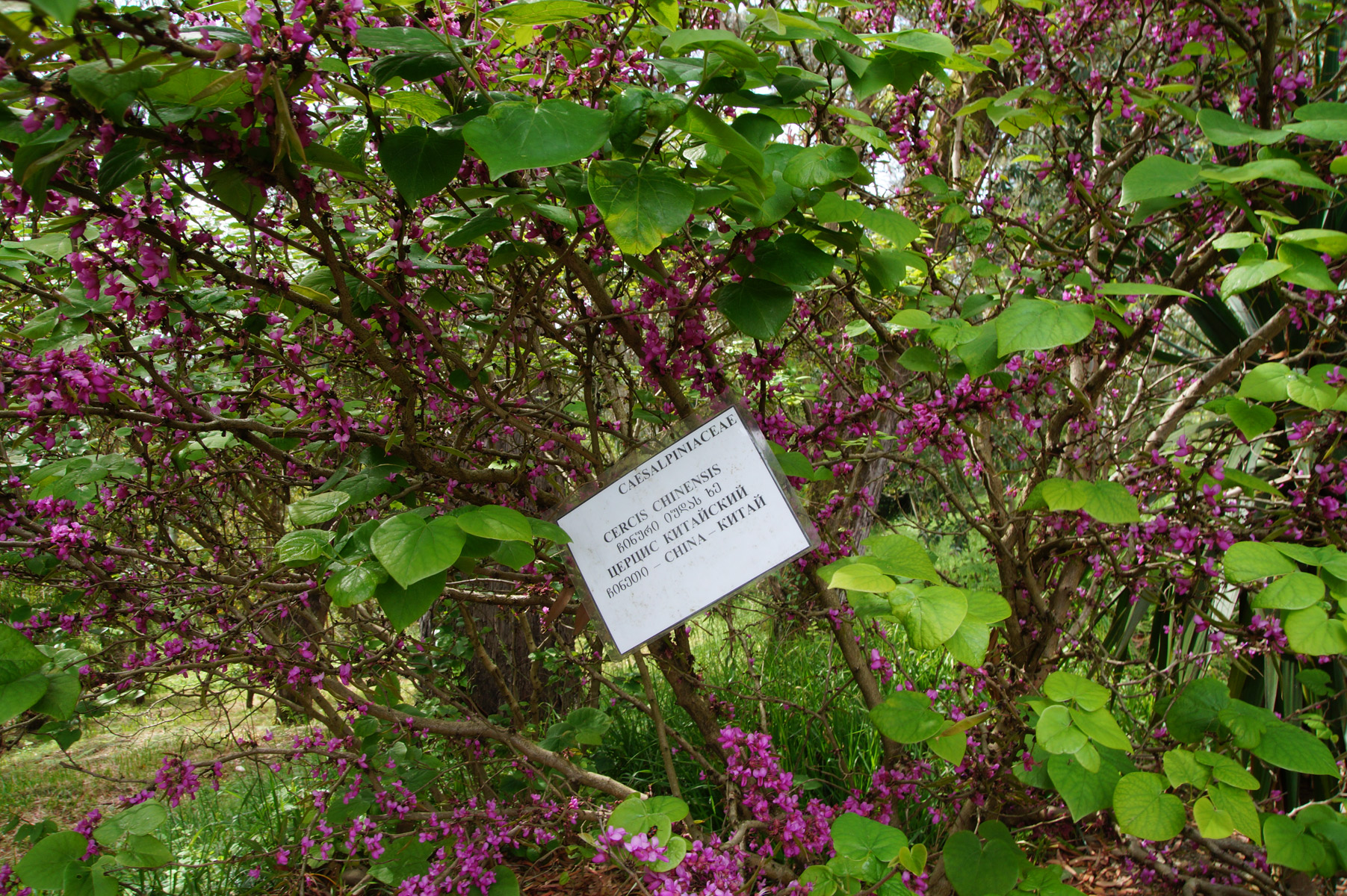 Ботанический сад, Батуми, Грузия, весна 2018