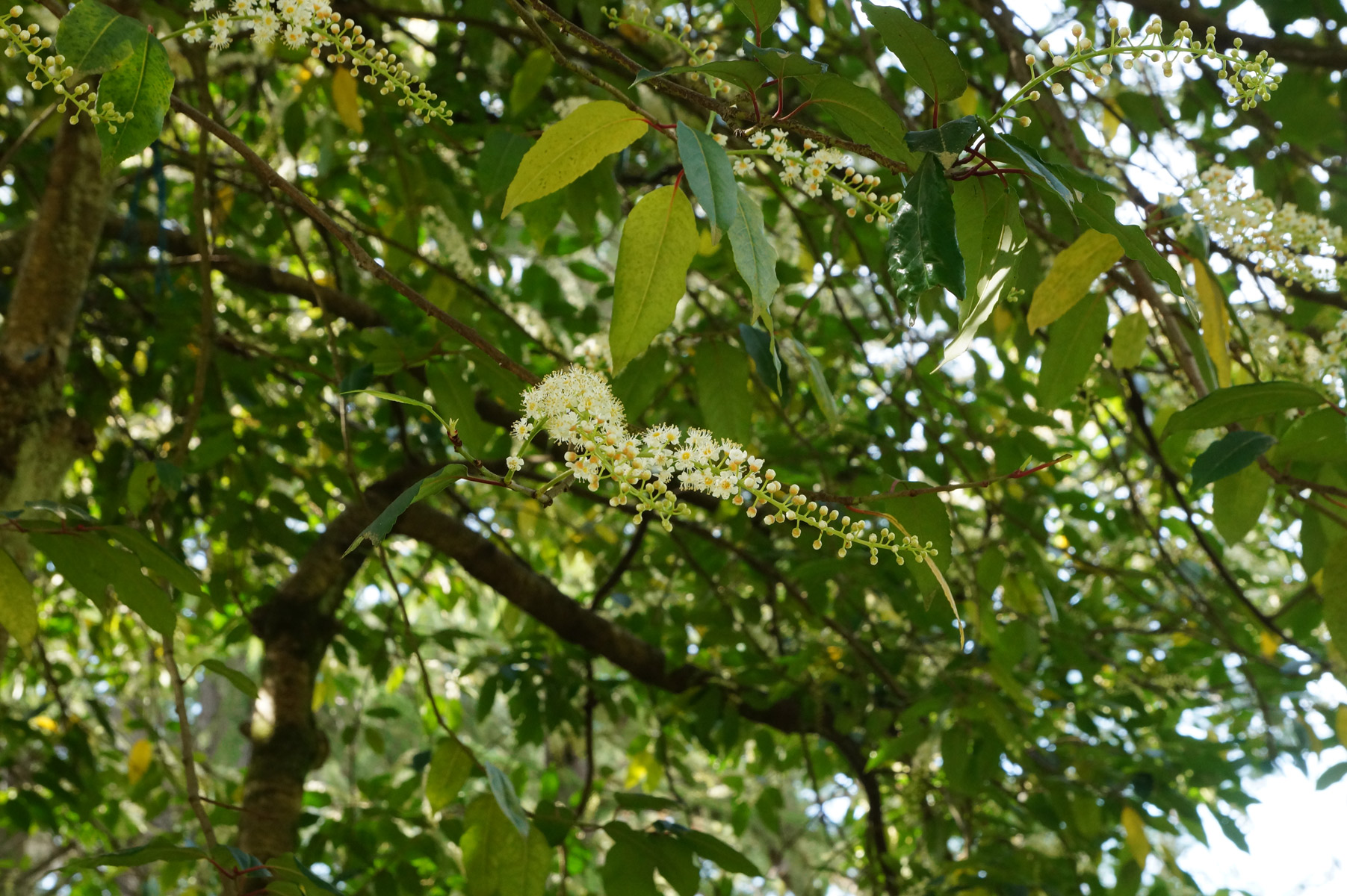 Ботанический сад, Батуми, Грузия, весна 2018
