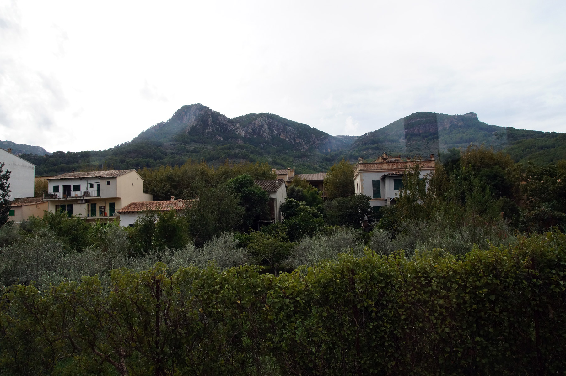 Живые изгороди и оливковые сады.

Испания, Майорка, осень 2019