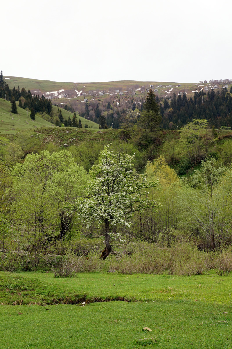 Аджария, Грузия, весна 2018