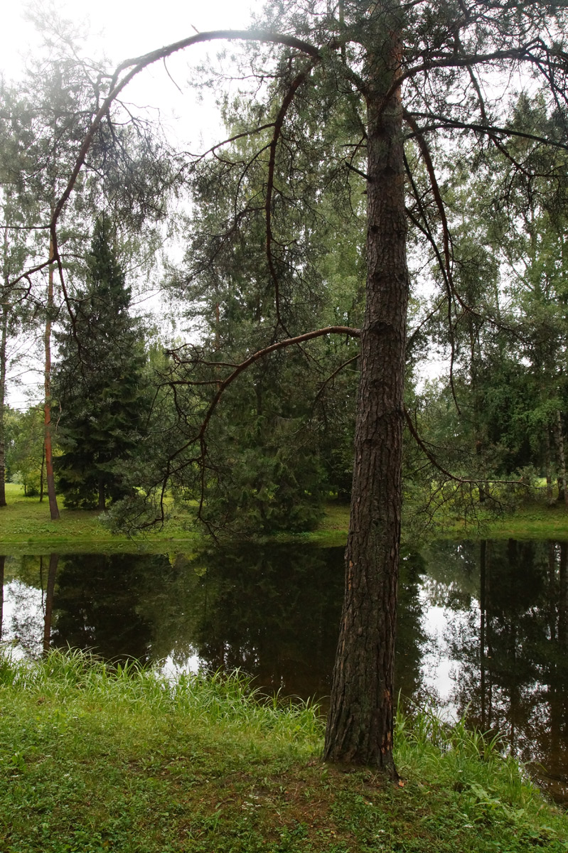 
Павловск, Санкт-Петербург, лето 2019