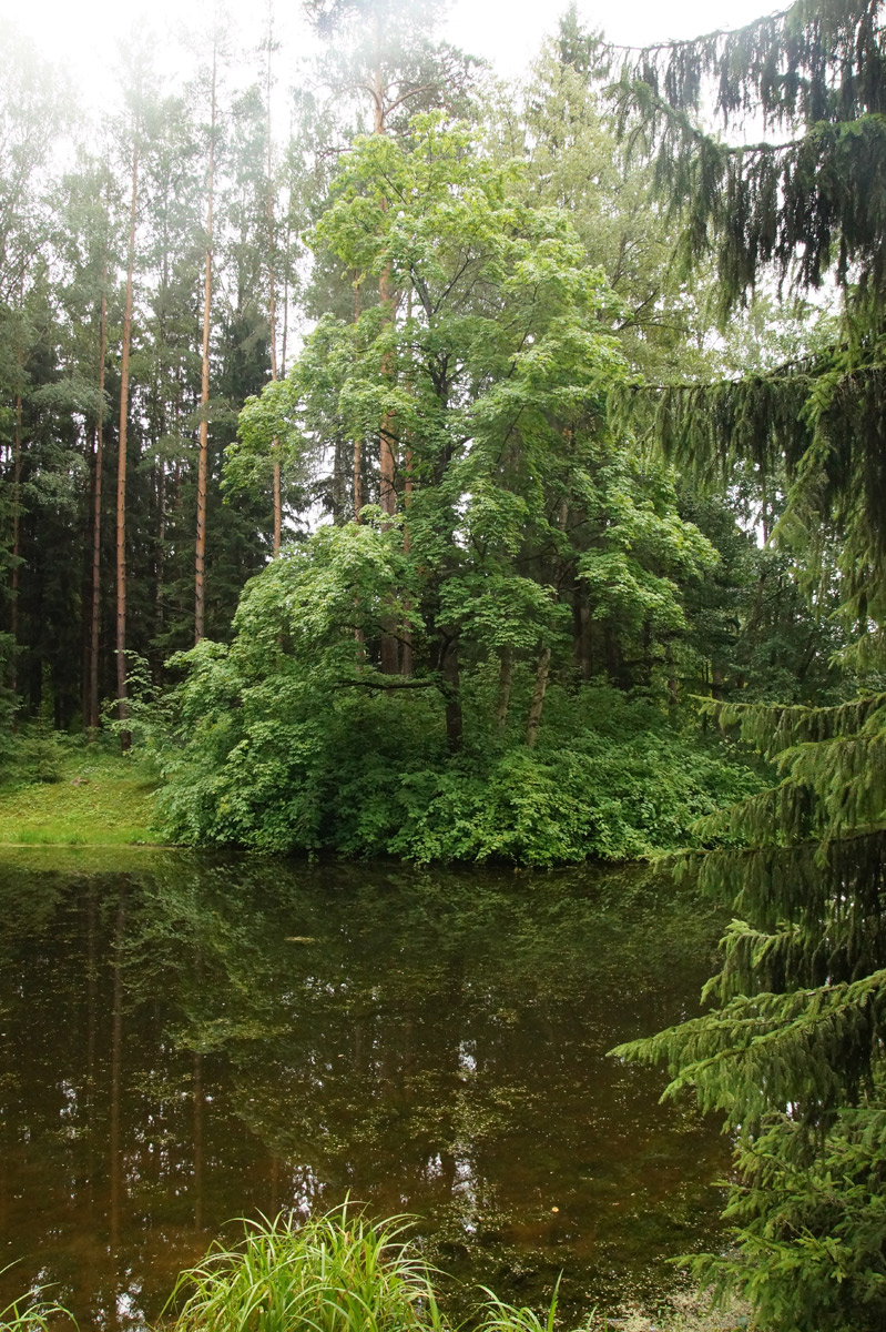 
Павловск, Санкт-Петербург, лето 2019