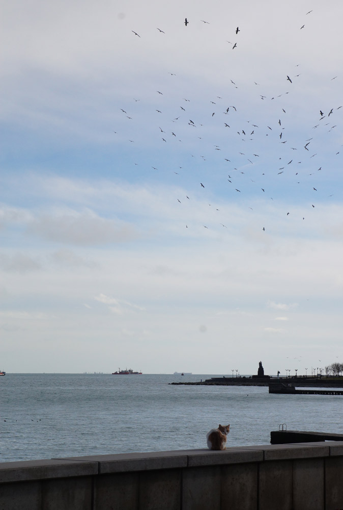 Краснодарский край, Новороссийск, зима 2019