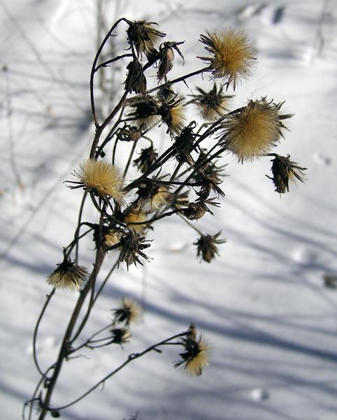 Сухие цветы Нахабино, зима 2007