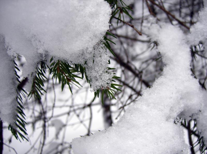 Еловые иголки Нахабино, зима 2007