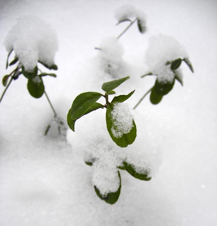 Брусничник под снегом... Нахабино, зима 2007