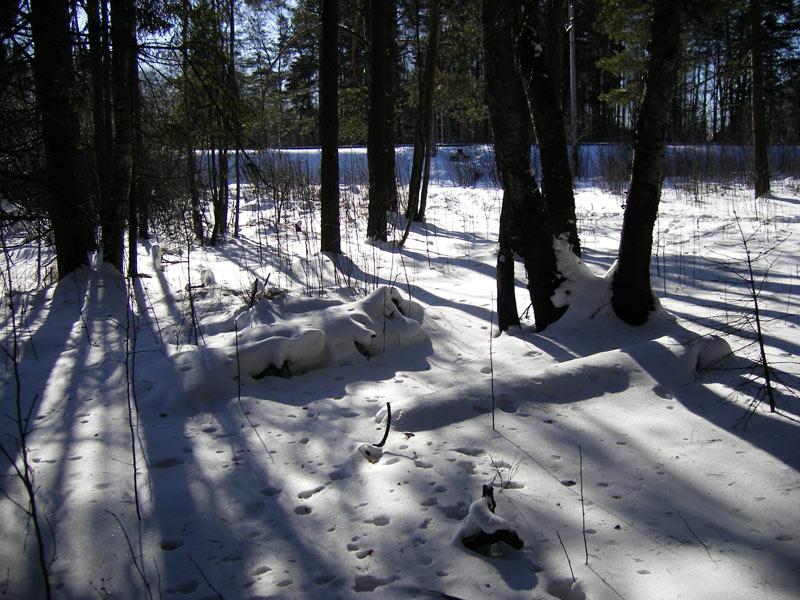 Впр на склоне зимы веселее становится февральский. Зима 2007. Февральский лес фото. Февральский лес в небе след диверсионной полосы. Перед февральский лес в небе след диверсионной полосы.