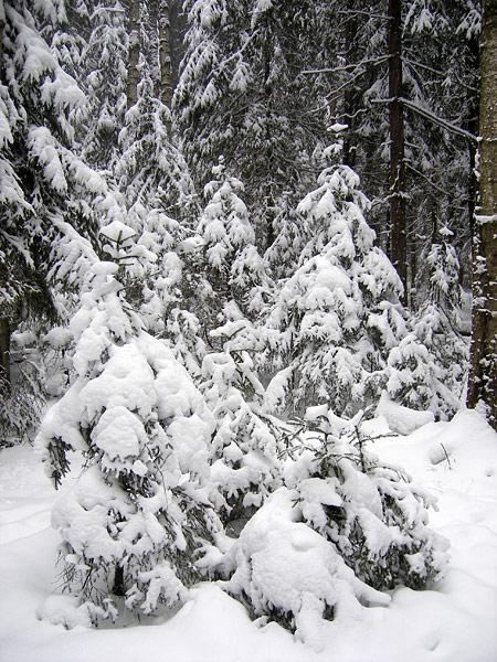 Нарядные елочки Нахабино, зима 2008