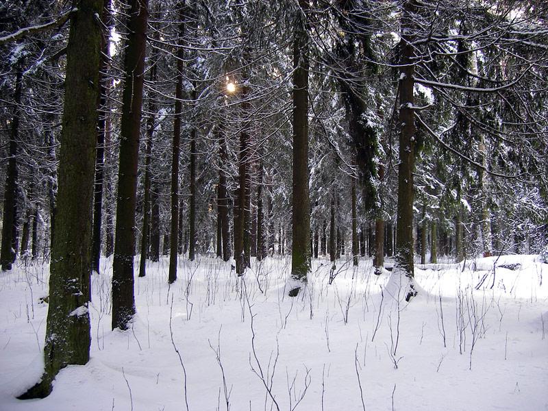 Под густыми елями Нахабино, зима 2008