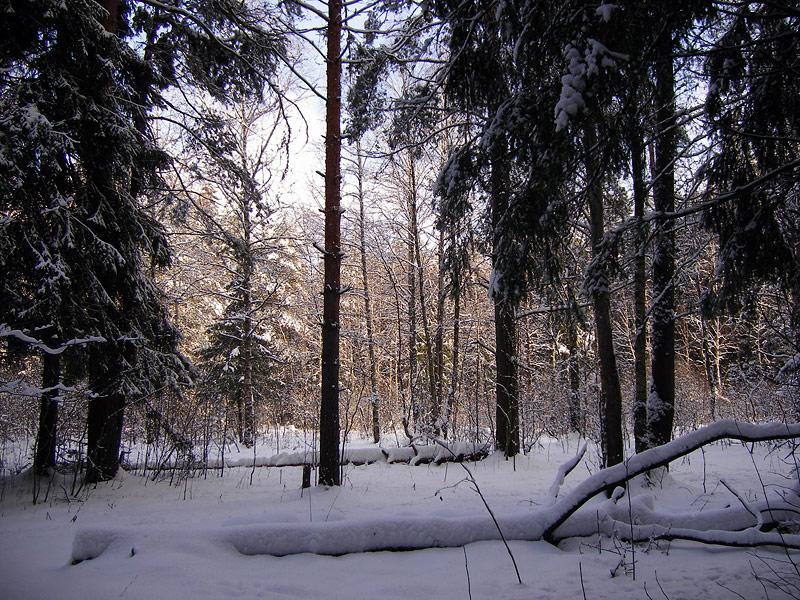 Дальний просвет Нахабино, зима 2008